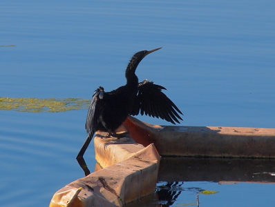 [The bird is perched on flotation rail with its wings spread. The end of its long thin tail is in the lake.]